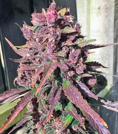 Dark Devil Auto (Sweet Seeds) Cannabis-Samen