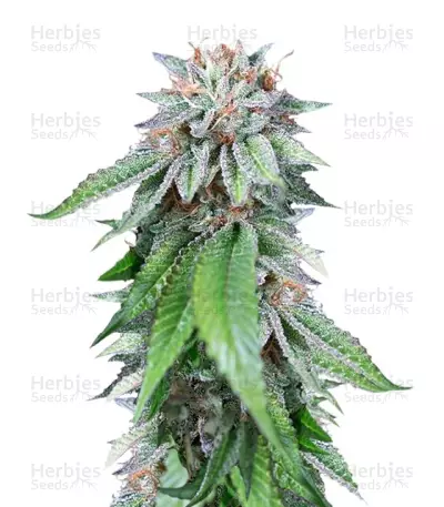 Ewe-2 (Humboldt Seeds) Cannabis-Samen