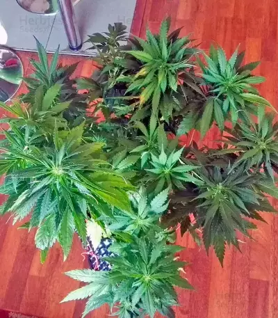 Amherst Sour Diesel (Humboldt Seeds Organization) Cannabis-Samen