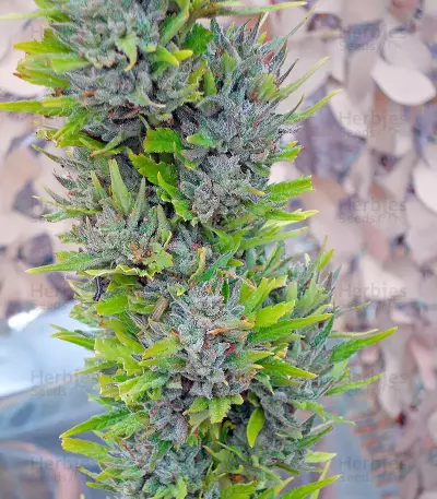 Colombian Gold (World of Seeds)