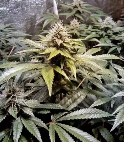 LSD feminisierte Samen (Barney’s Farm)