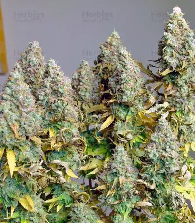 Tutankhamon (King Tut) feminisierte Samen (Pyramid Seeds)