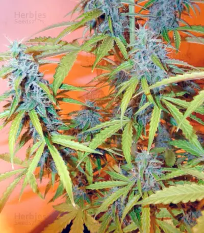 Auto Northern Lights (Pyramid Seeds) Cannabis-Samen