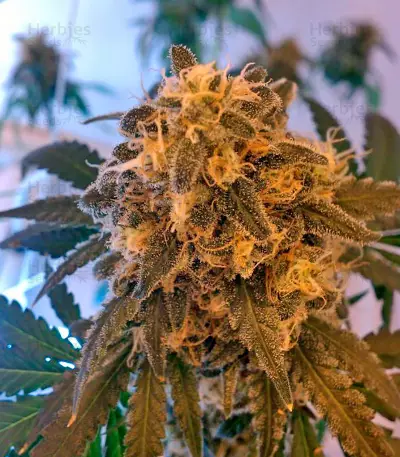 Big Band (Kannabia Seeds) Cannabis-Samen