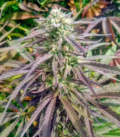 Black D.O.G. (Humboldt Seeds Organization) Cannabis-Samen