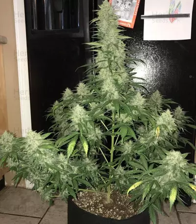 Blue Dream'matic cannabis strain