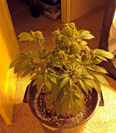 Bubba Kush (Humboldt Seeds Organization) Cannabis-Samen