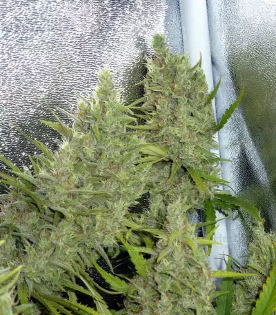C99 (Female Seeds) Cannabis-Samen