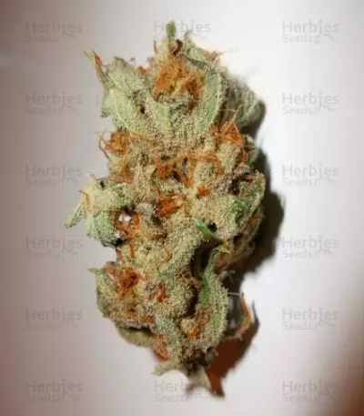 Caramelo (Delicious Seeds)