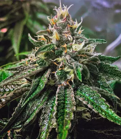 Master Kush (Nirvana Seeds) Cannabis-Samen