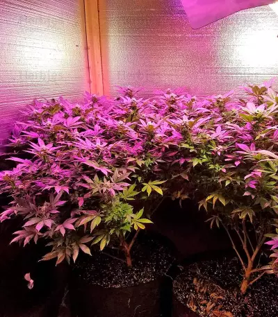 Papaya (Nirvana Seeds) Cannabis-Samen