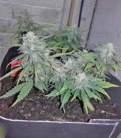 Smokin' Gun Auto (Dr. Krippling Seeds) Cannabis-Samen