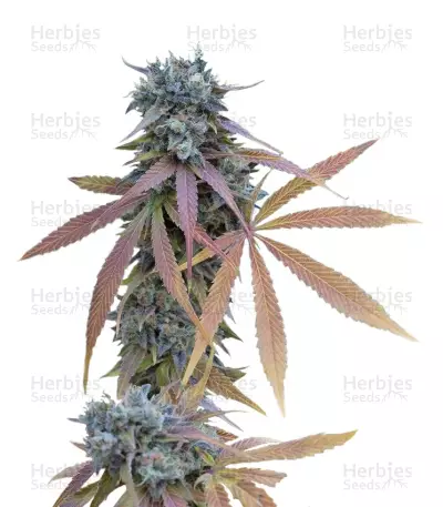 Blue Kush Autoflowering (Dinafem Seeds) Cannabis-Samen