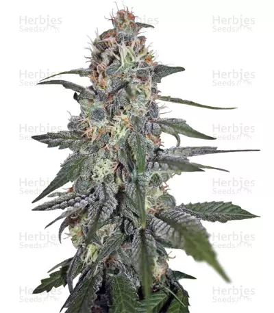 Krystalica regular (Mandala Seeds) Cannabis-Samen