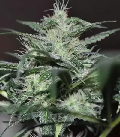 Super Lemon Haze (GHS)