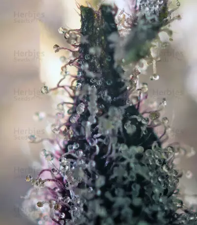 Sweet Special F1 Fast version (Sweet Seeds) Cannabis-Samen