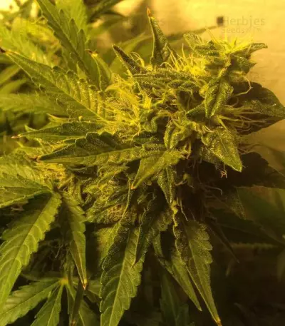 AK-49 Auto (Vision Seeds) Cannabis-Samen