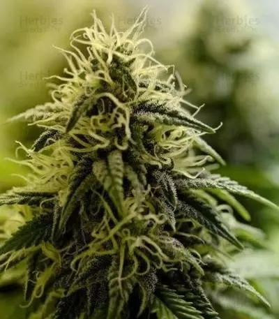 Allkush (Paradise Seeds) Cannabis-Samen