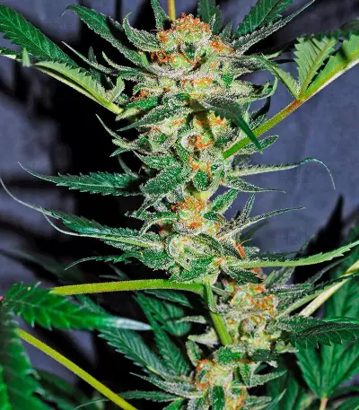 Amnesi-K Lemon strain