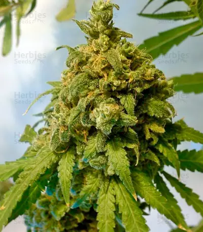 Big Band (Kannabia Seeds) Cannabis-Samen
