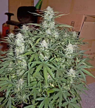 Critical Jack Autoflowering (Dinafem Seeds) Cannabis-Samen