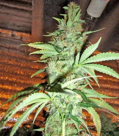 Damnesia (Strain Hunters)