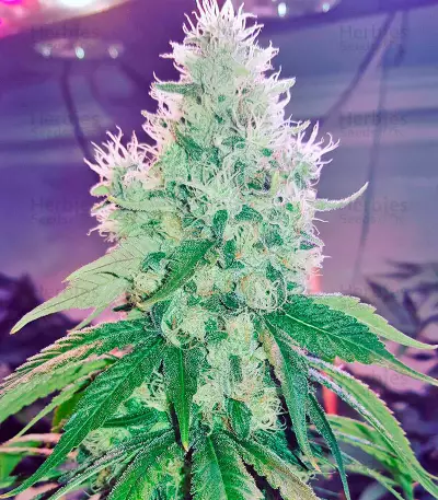 Dr. Greenthumb’s Em-Dog by B-Real (Humboldt Seeds Organization) Cannabis-Samen