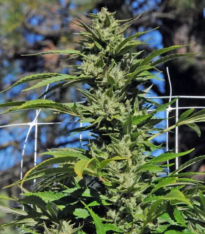 Dr. Greenthumb’s Em-Dog by B-Real (Humboldt Seeds Organization) Cannabis-Samen