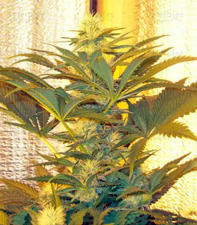Medusa (Nirvana Seeds) Cannabis-Samen