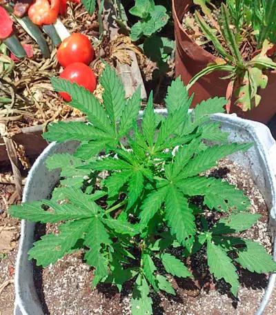 Northern Lights x Big Bud Ryder Auto (World of Seeds) Cannabis-Samen