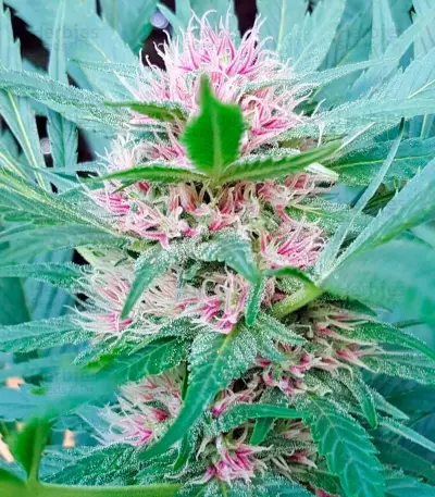 Serious 6 regular (Serious Seeds) Cannabis-Samen