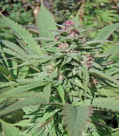 Serious 6 (Serious Seeds) Cannabis-Samen