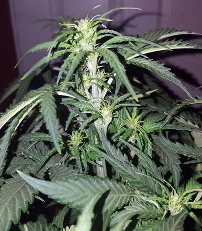 Stardawg Auto (Fast Buds) Cannabis-Samen