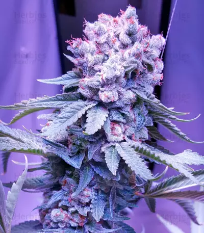 Trainwreck (Humboldt Seeds Organization) Cannabis-Samen