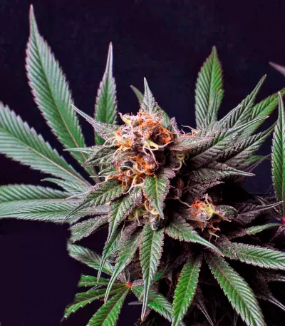 CBD Blue Shark (Barney's Farm) Cannabis-Samen