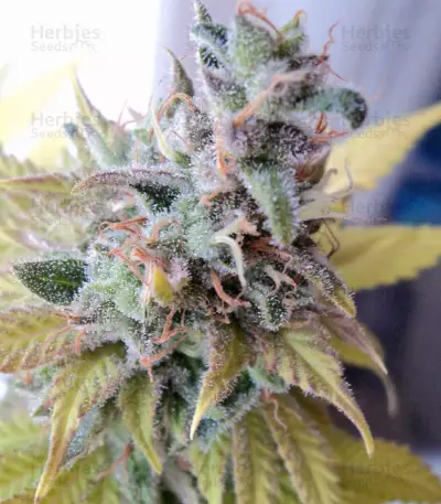 Cream Caramel (Sweet Seeds) Cannabis-Samen