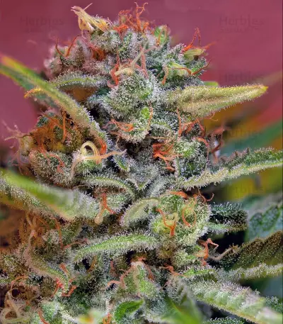Jack 47 F1 Fast Version (Sweet Seeds) Cannabis-Samen