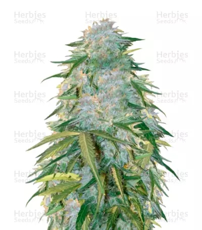 Auto Heaven (Victory Seeds) Cannabis-Samen