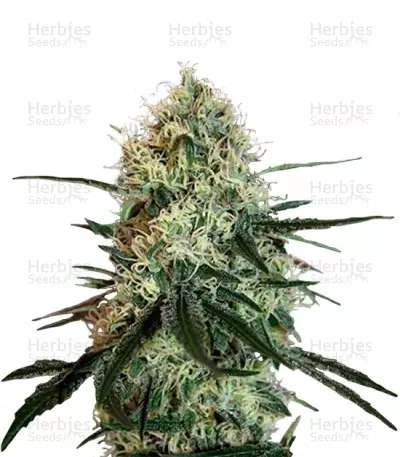 Chronic Thunder (Barney's Farm) Cannabis-Samen