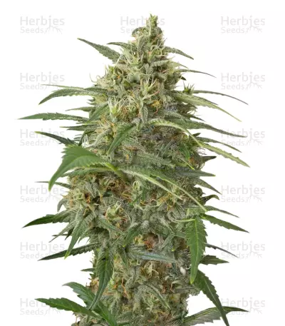 Moby Dick XXL Autoflowering (Dinafem Seeds) Cannabis-Samen