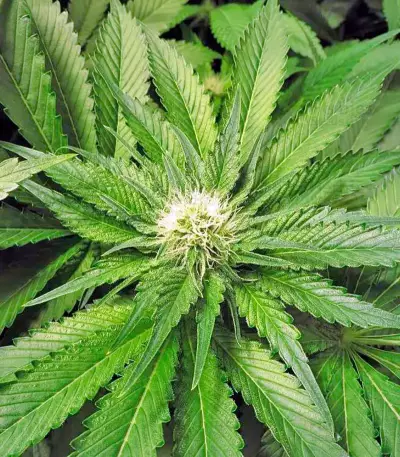 OG Kush (Dinafem Seeds) Cannabis-Samen