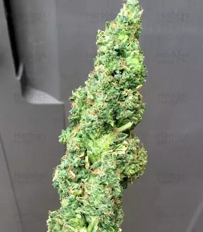 Turbo Bud Auto (Heavyweight Seeds) Cannabis-Samen
