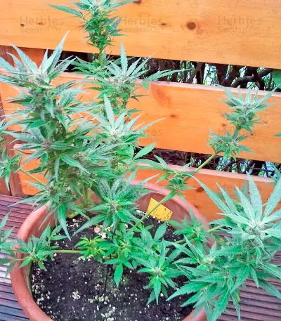 White Russian #1 Auto (Serious Seeds) Cannabis-Samen