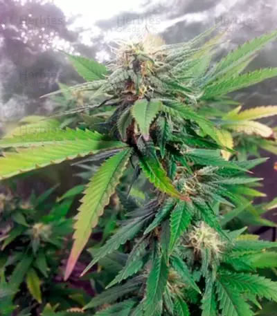 Alpujarrena (Pyramid Seeds) Cannabis-Samen