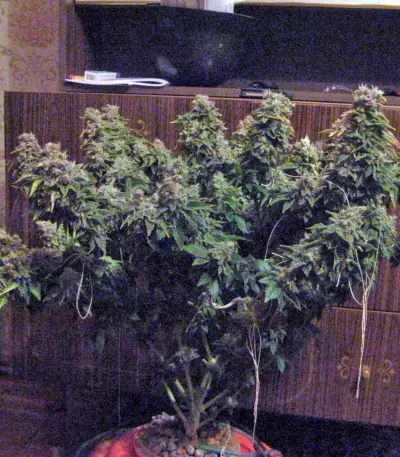 Anesthesia (Pyramid Seeds) Cannabis-Samen