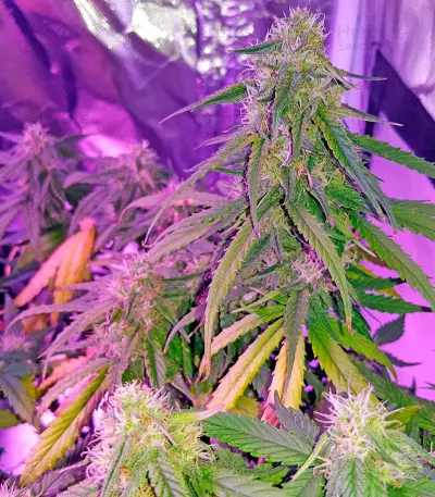 Auto Sweet Soma (00 Seeds) Cannabis-Samen