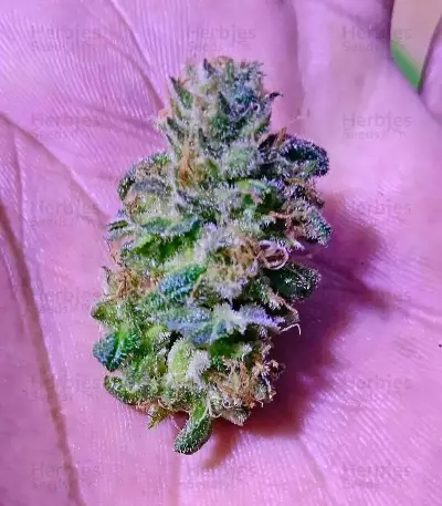 Bona Dea CBD+ (Vision Seeds) Cannabis-Samen