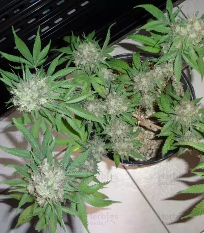 C99 (Female Seeds) Cannabis-Samen