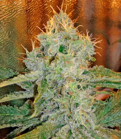 Industrial Plant (Dinafem Seeds) Cannabis-Samen