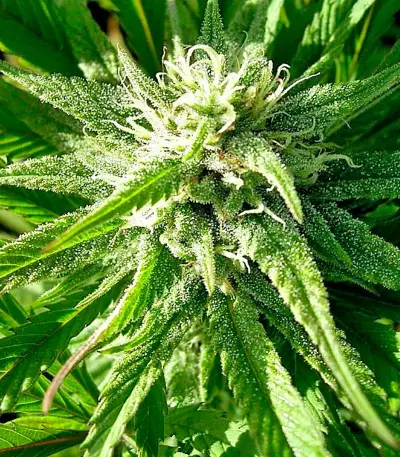 Mandala #1 regular (Mandala Seeds) Cannabis-Samen